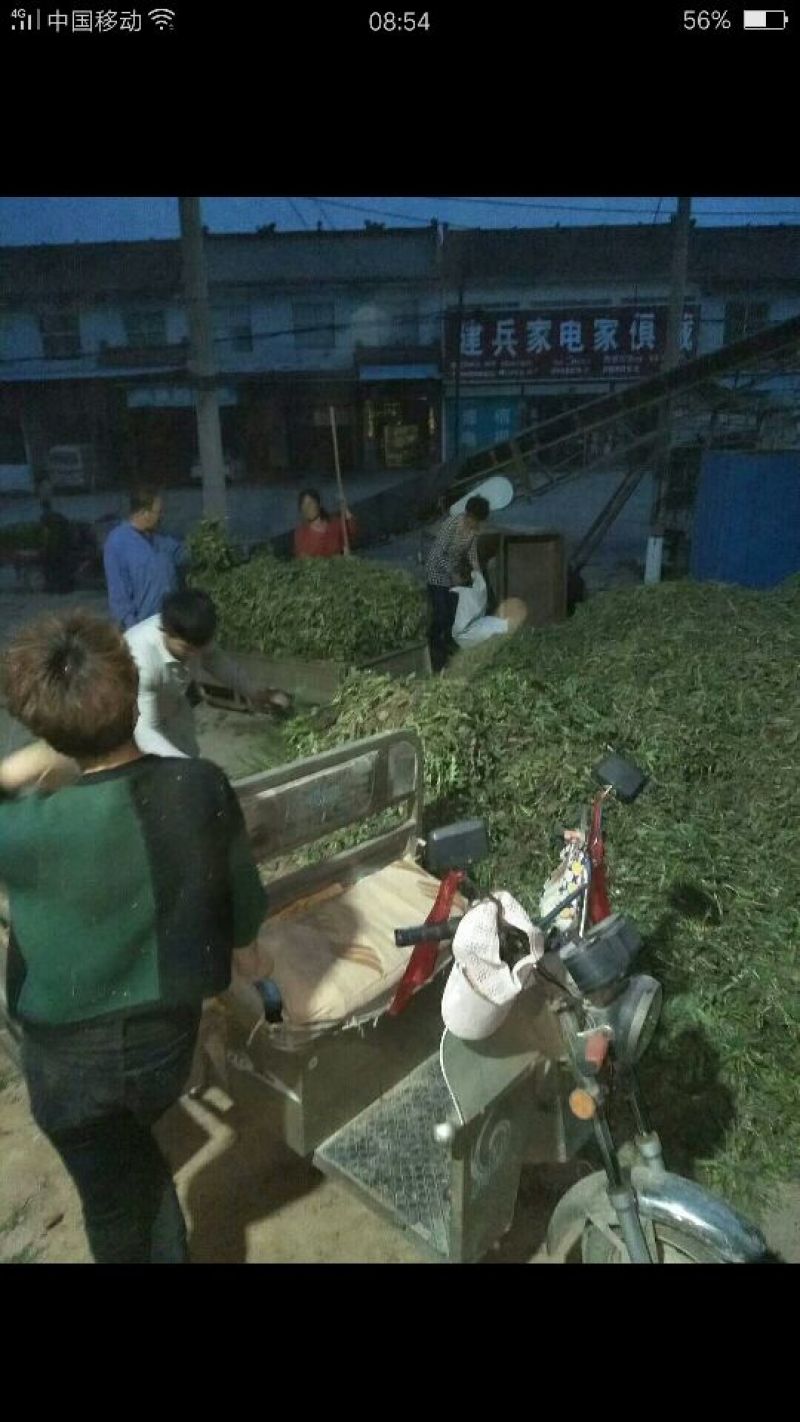 蒲公英野生全草，药用，野生菜都需一件代发！大量供货中！