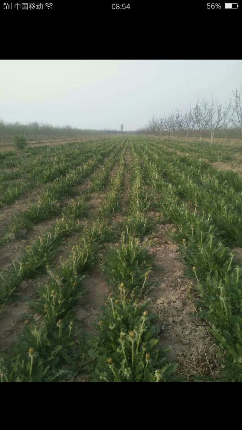 蒲公英野生全草，药用，野生菜都需一件代发！大量供货中！