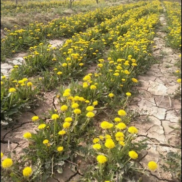 蒲公英野生全草，药用，野生菜都需一件代发！大量供货中！