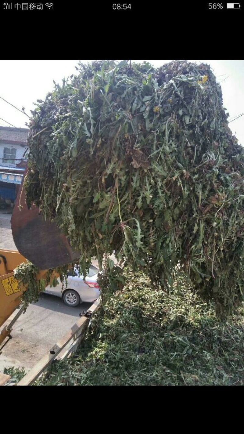 蒲公英野生全草，药用，野生菜都需一件代发！大量供货中！