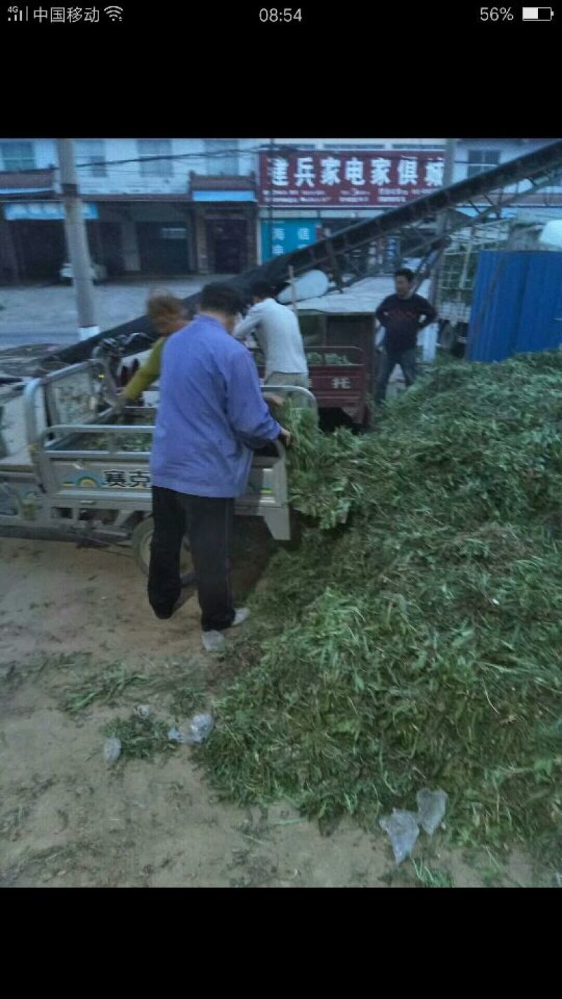 蒲公英野生全草，药用，野生菜都需一件代发！大量供货中！