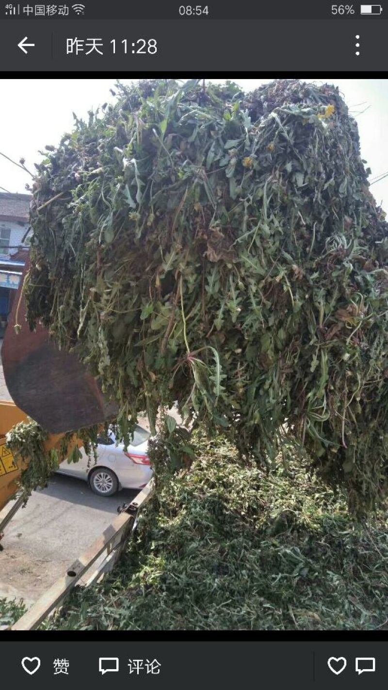 蒲公英野生全草，药用，野生菜都需一件代发！大量供货中！