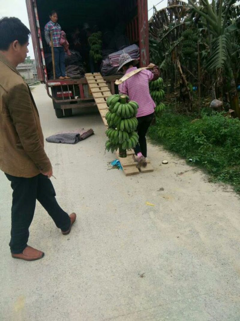 西贡蕉八成熟