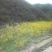 连翘树1.2cm100~150cm