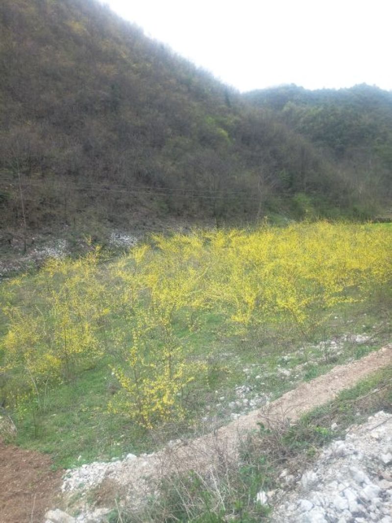 连翘树1.2cm100~150cm