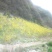 连翘树1.2cm100~150cm