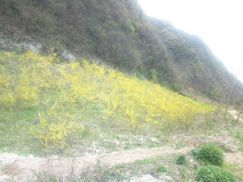 连翘树1.2cm100~150cm