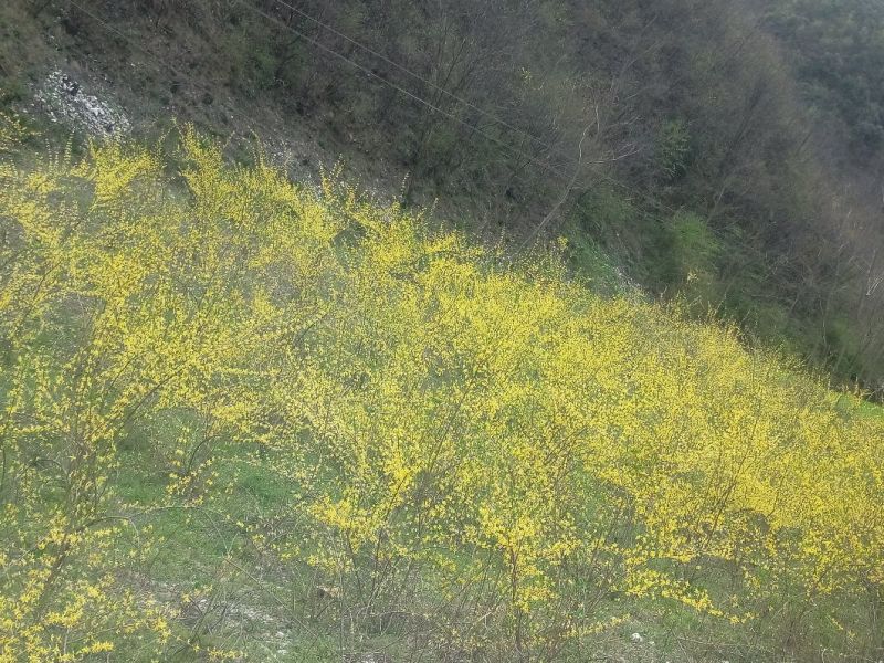连翘树1.2cm100~150cm