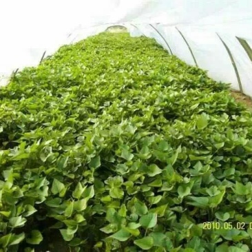 红薯苗15cm以下