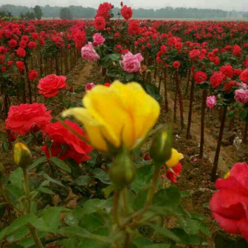 树状月季80cm以上