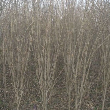 大花木槿4~6cm4~6cm2.5~3米