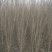大花木槿4~6cm4~6cm2.5~3米