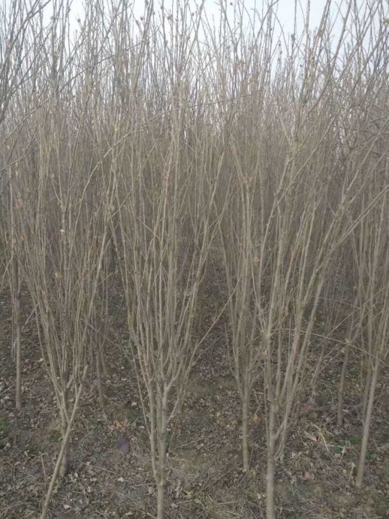 大花木槿4~6cm4~6cm2.5~3米