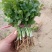 大叶香菜20~30厘米