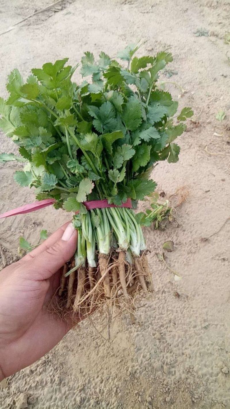 大叶香菜20~30厘米