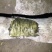金丝楠乌木工艺雕刻