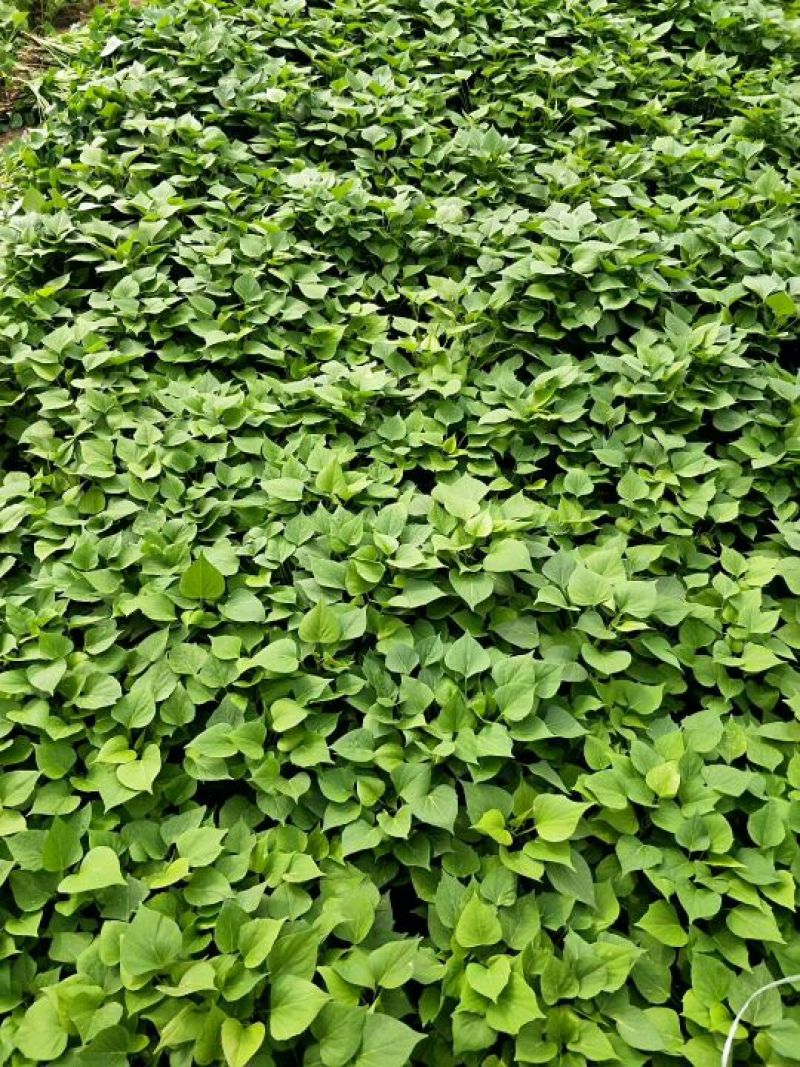 脱毒原种红薯苗西瓜蜜蜜薯红薯龙薯9哈密