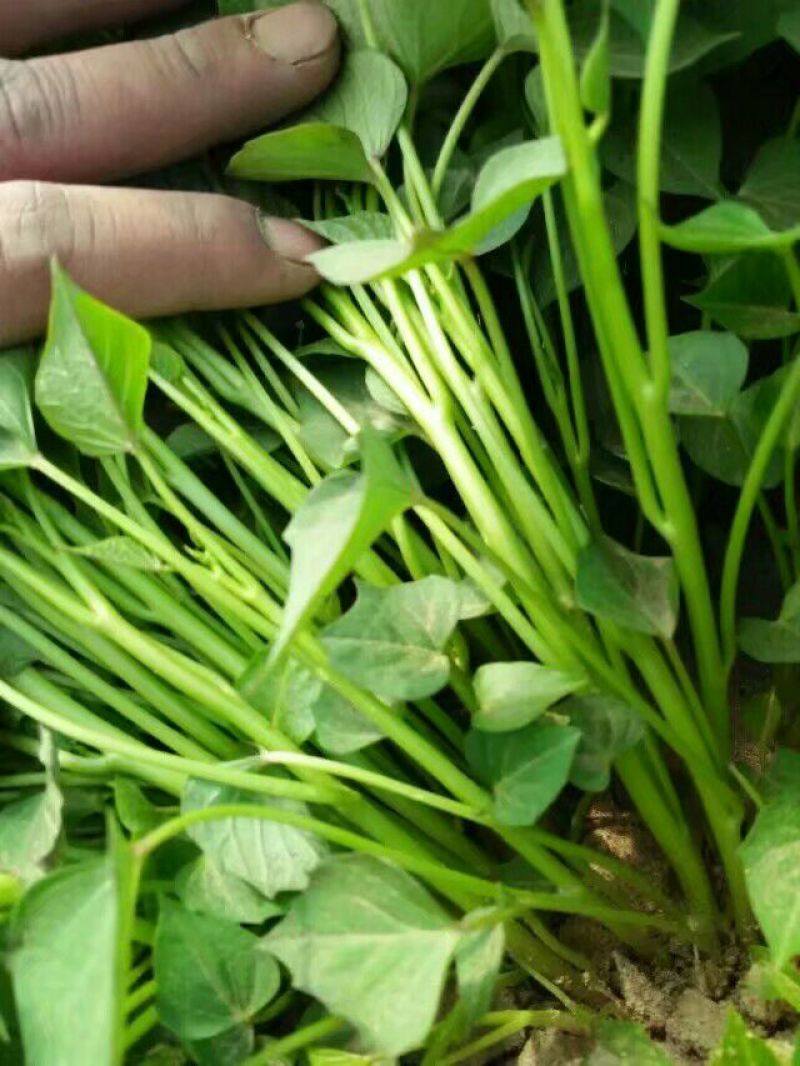 脱毒原种红薯苗蜜薯西瓜蜜哈密榴莲蜜薯紫薯