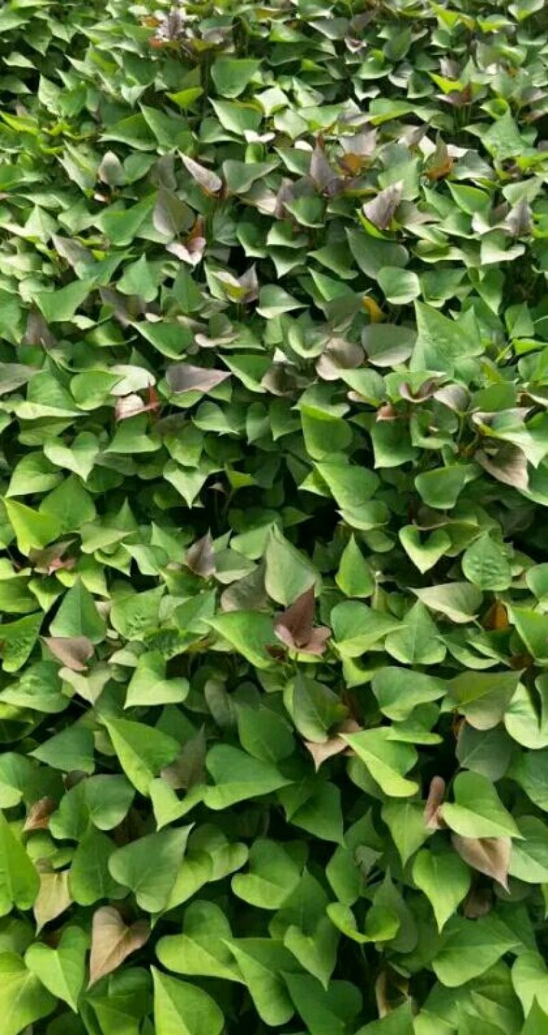 脱毒原种红薯苗蜜薯西瓜蜜哈密榴莲蜜薯紫薯