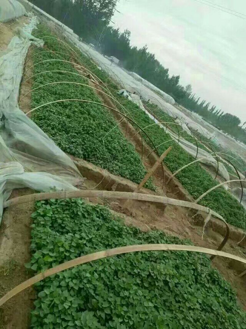 脱毒原种红薯苗蜜薯红薯苗西瓜蜜哈密榴莲蜜薯紫薯