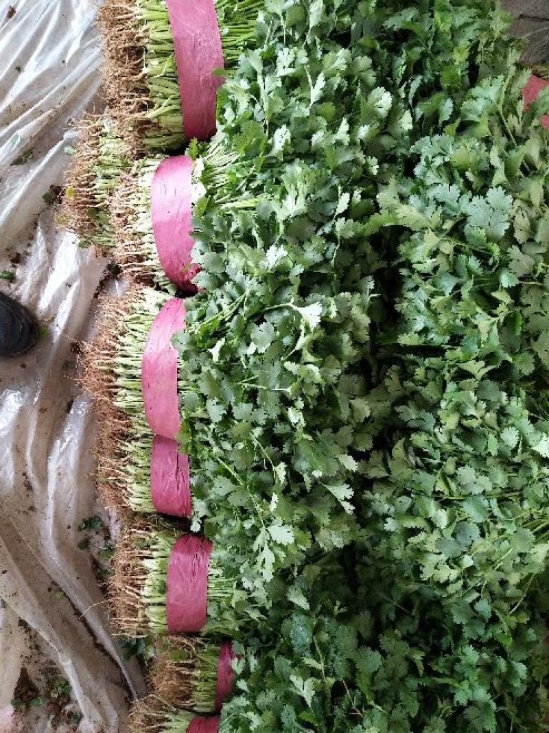 香菜叶面大颜色绿，耐运输产地代办，托运一条龙服务。
