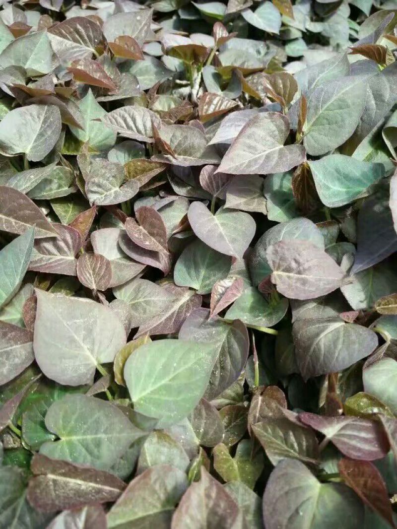 榴莲蜜薯脱毒原种红薯苗西瓜蜜冰糖心板栗薯榴莲蜜薯