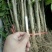 大红袍花椒苗0.5~1年