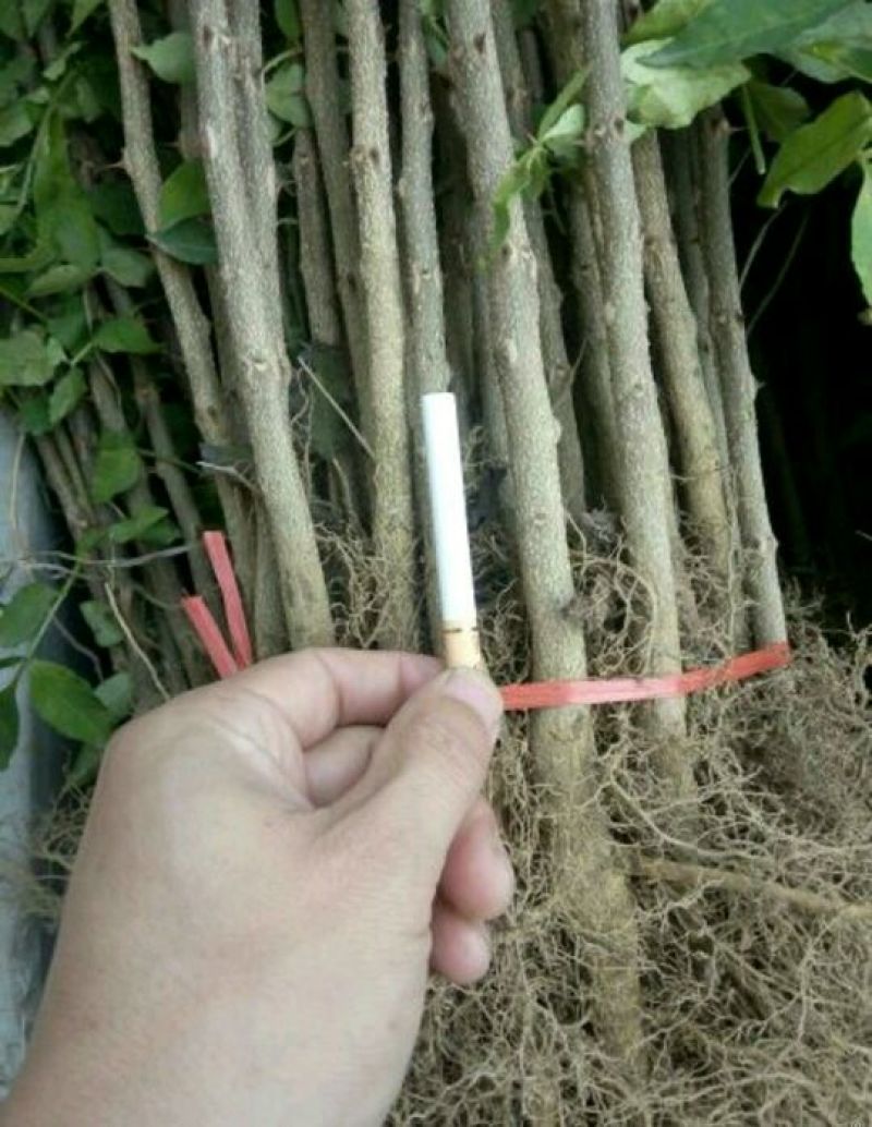 大红袍花椒苗0.5~1年