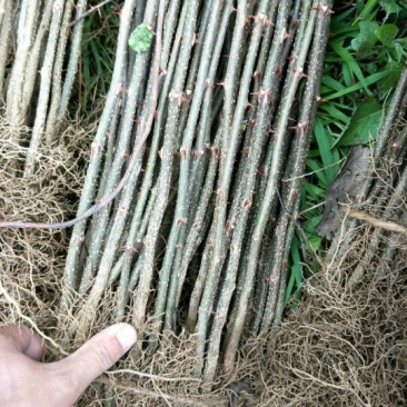 大红袍花椒苗0.5~1年