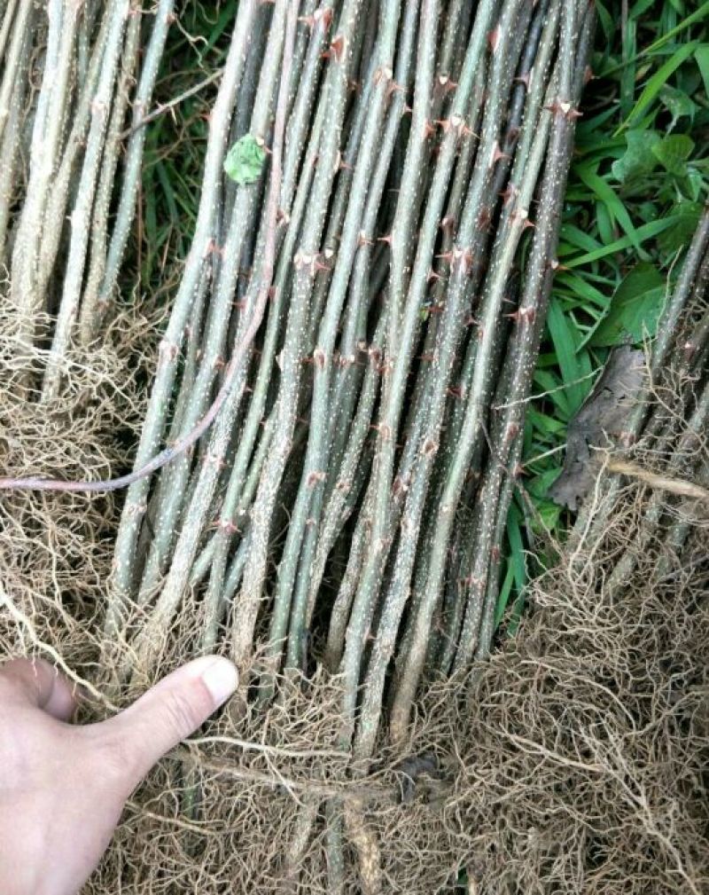大红袍花椒苗0.5~1年