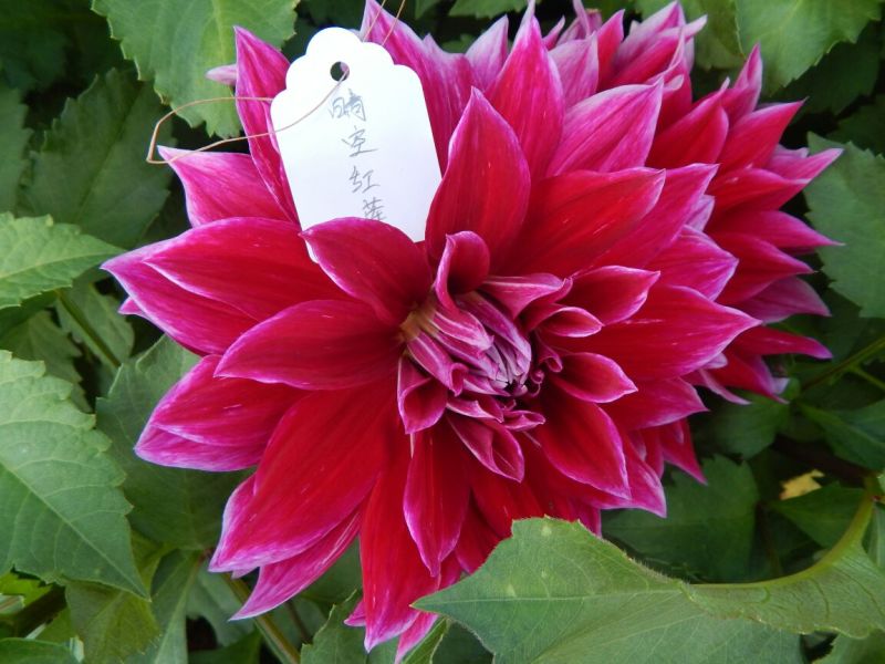 甘肃临洮大丽花、甘肃大丽花、临洮大丽花