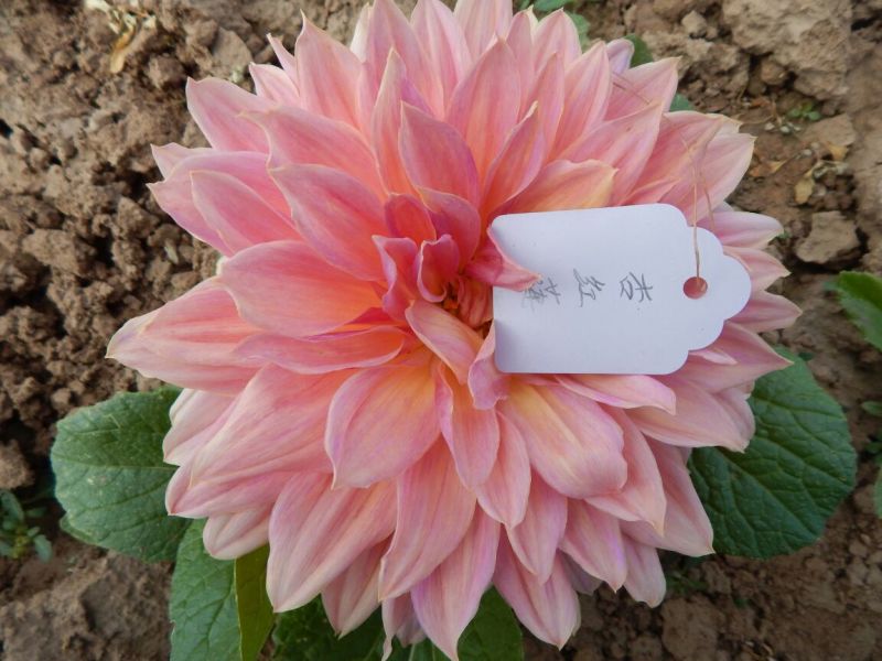 甘肃临洮大丽花、甘肃大丽花、临洮大丽花