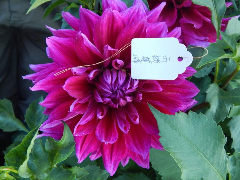 甘肃临洮大丽花、甘肃大丽花、临洮大丽花