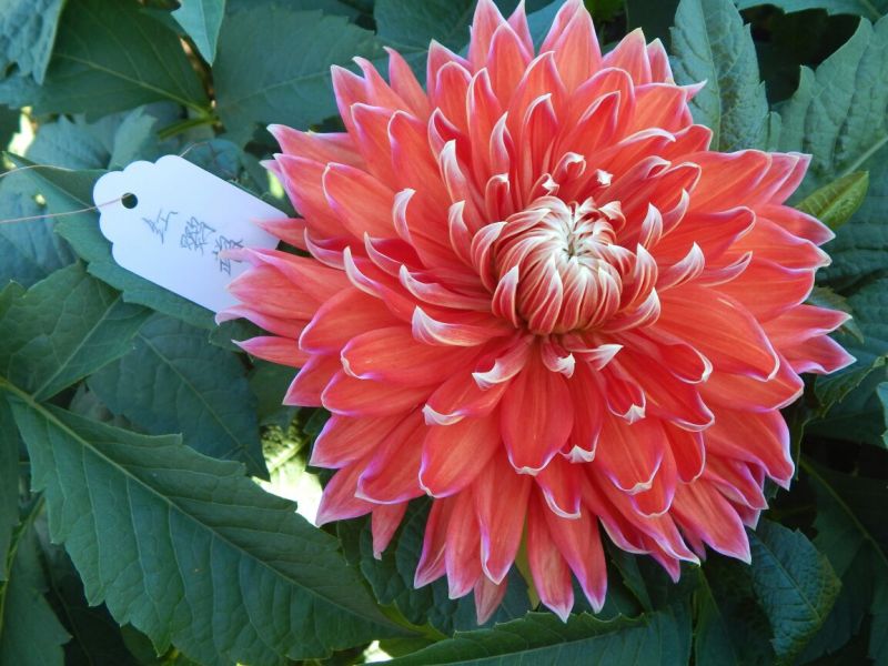 甘肃临洮大丽花、甘肃大丽花、临洮大丽花