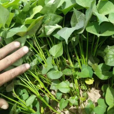 原种蜜薯红薯苗西瓜蜜榴莲蜜薯哈密板栗薯红薯苗