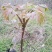 襄阳干香椿嫩芽2022年头茌香椿芽包邮野菜