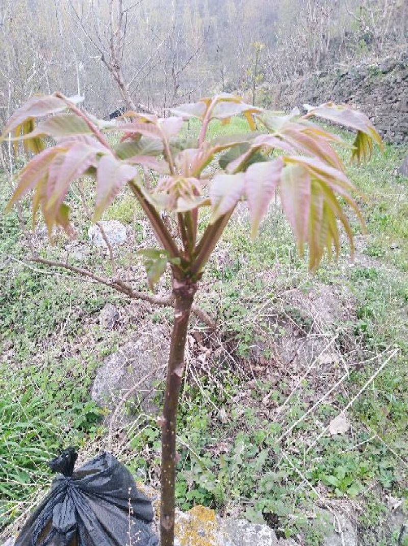 襄阳干香椿嫩芽2022年头茌香椿芽包邮野菜