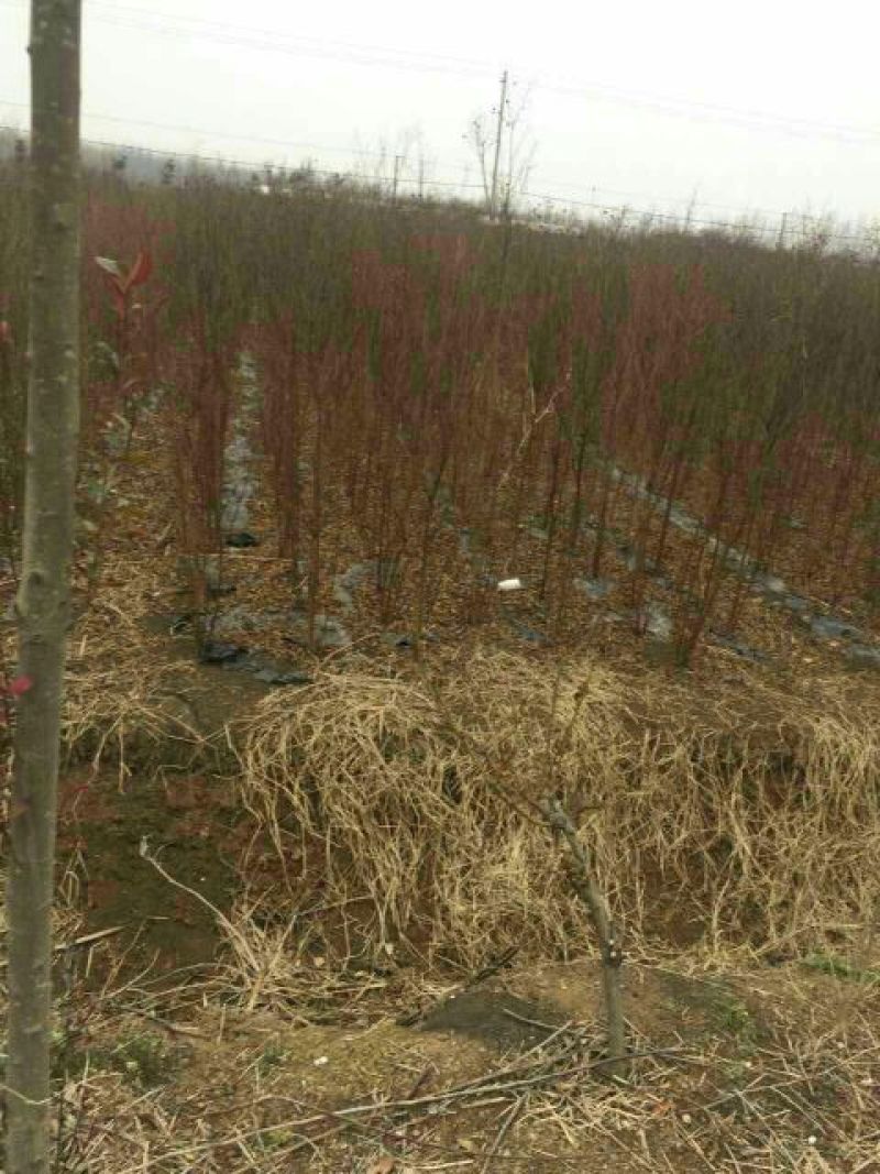 红火箭紫薇2cm以下2.5~3米1米以下