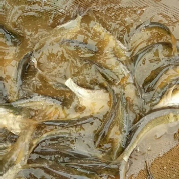 花鲢鱼苗