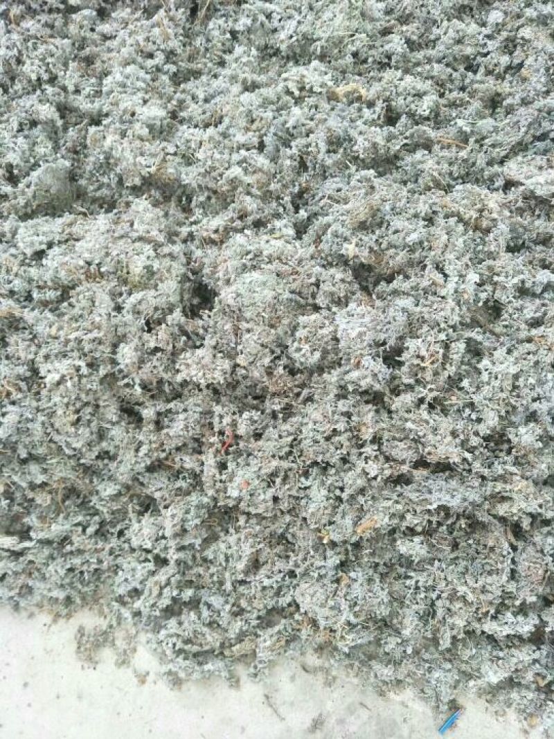 茵陈常年大量供应山东道地各种中药材