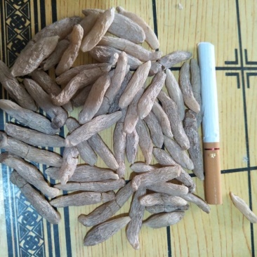 麦冬