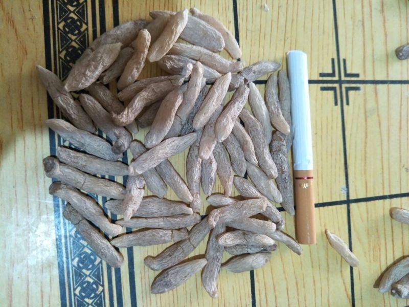 麦冬