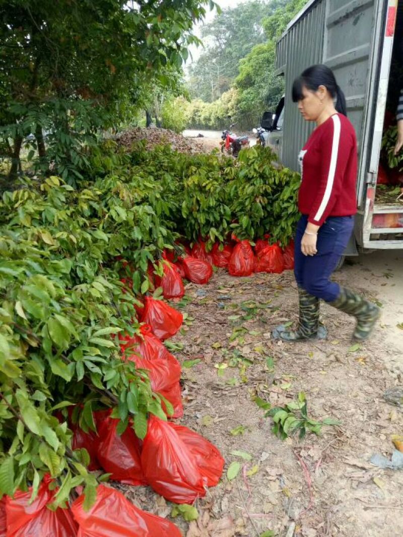 橄榄树苗杯苗量大价优