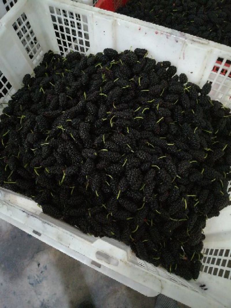 桑葚3~4cm