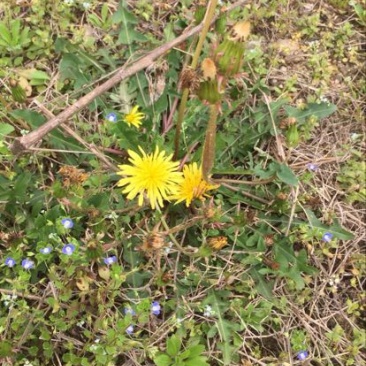 蒲公英6~10cm