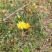 蒲公英6~10cm