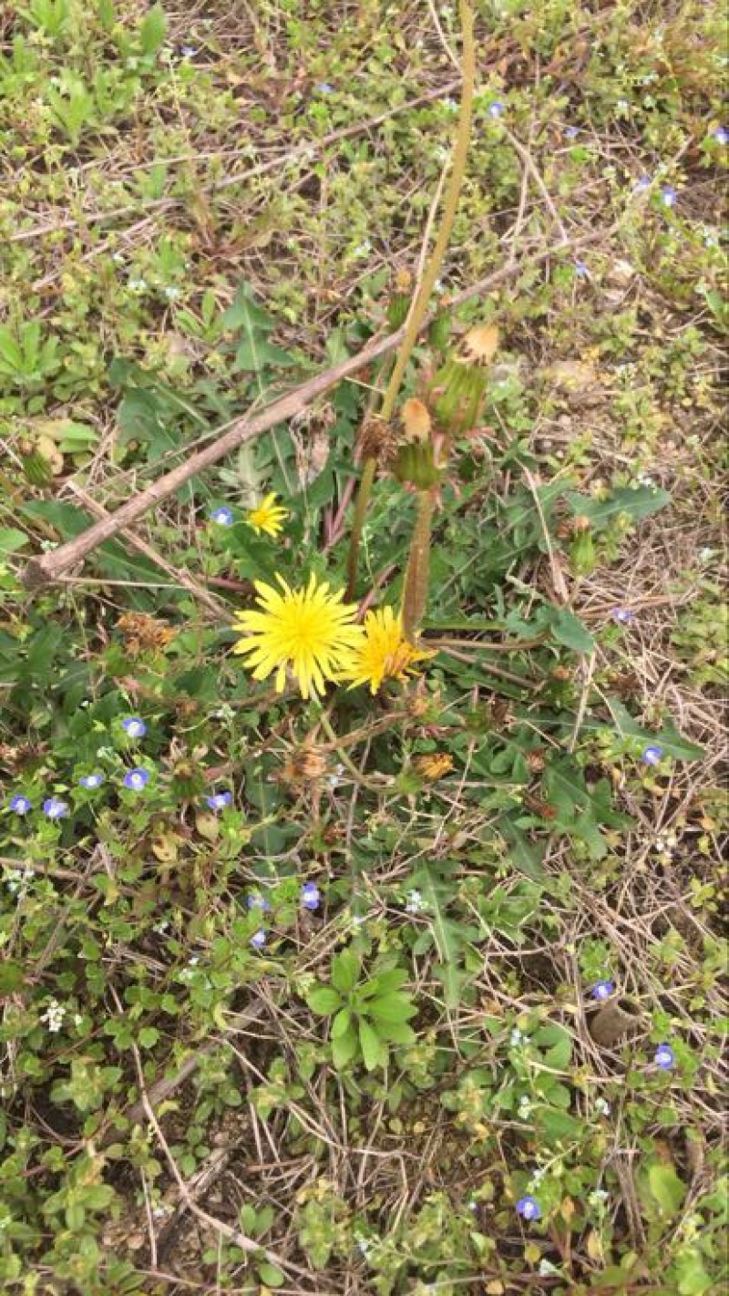蒲公英6~10cm