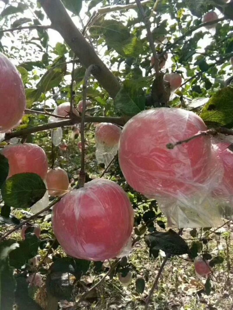 苹果80mm以上膜袋