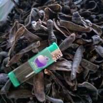 宽体金线蛭药用