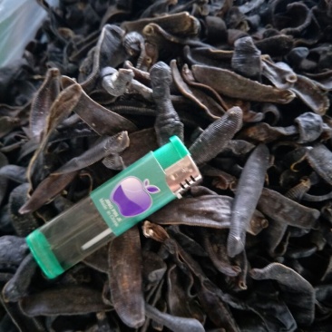 宽体金线蛭药用